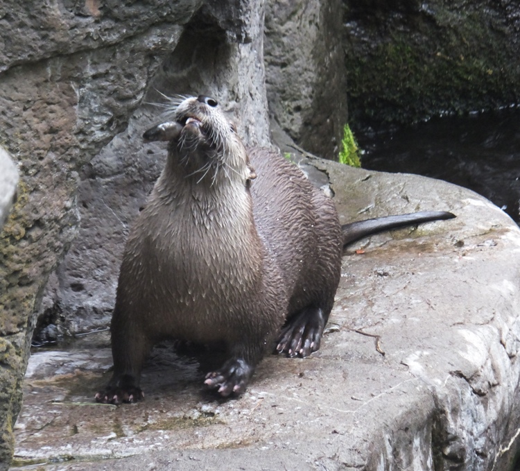 River otter eating