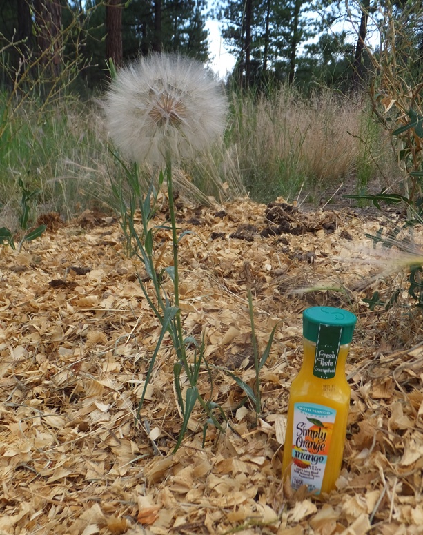 Salsify seed ball