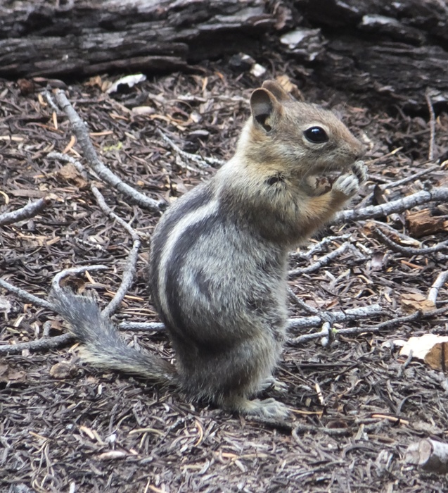 Golden-mantled Ground Squirrel