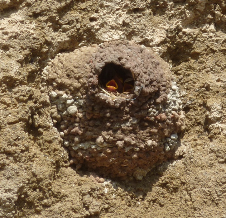 Baby cliff swallow