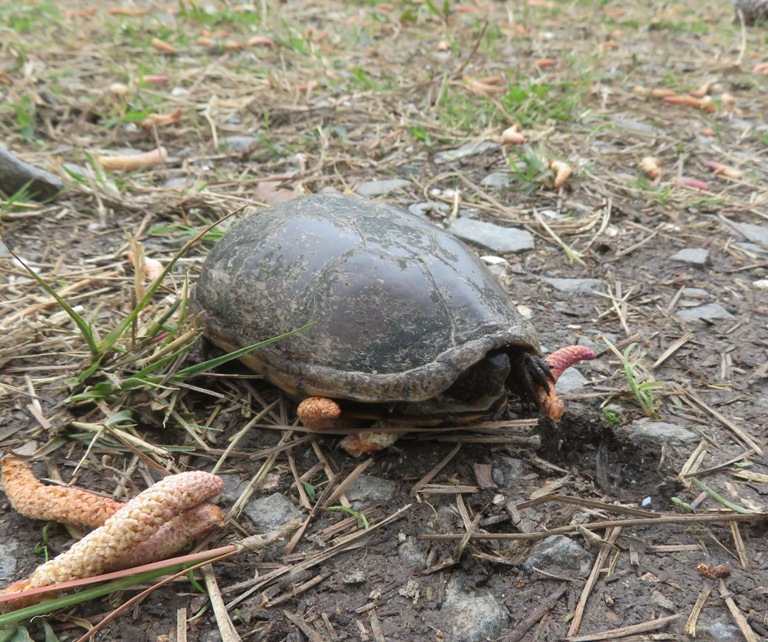 Turtle retracted in shell