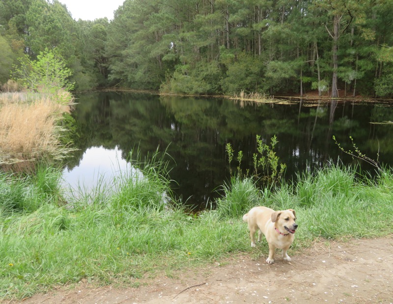 Daphne in front of pond full of black water