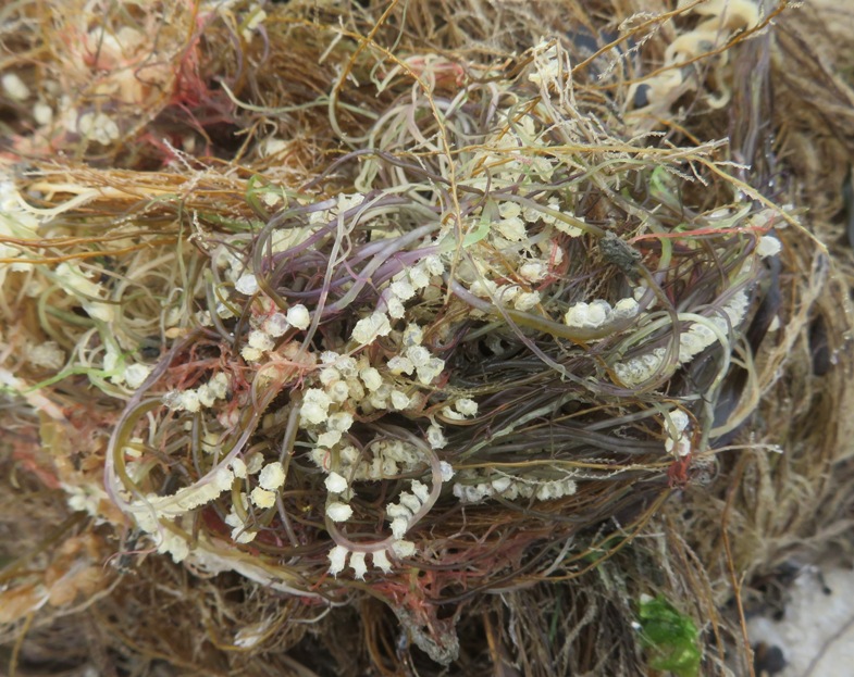 Small yellow eggs in sea vegetation