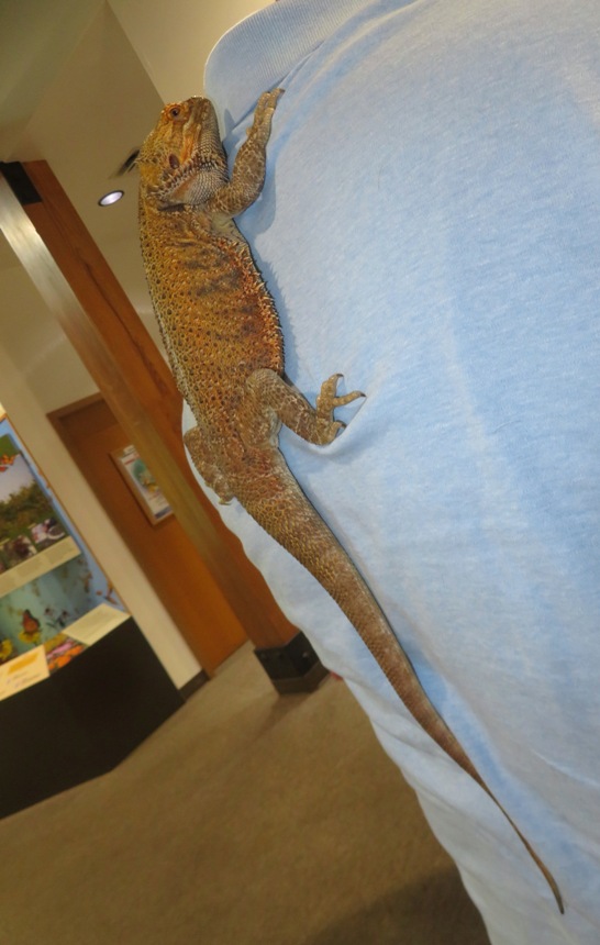 Bearded dragon on someone's back