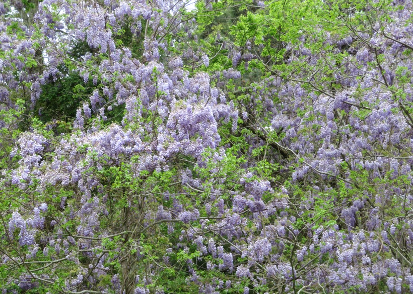 Hundreds of wisteria flowers