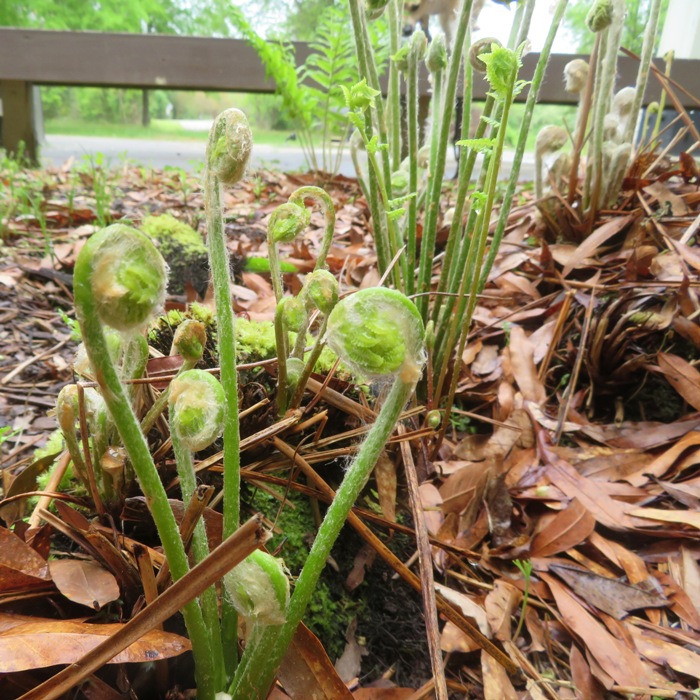 Fiddleheads