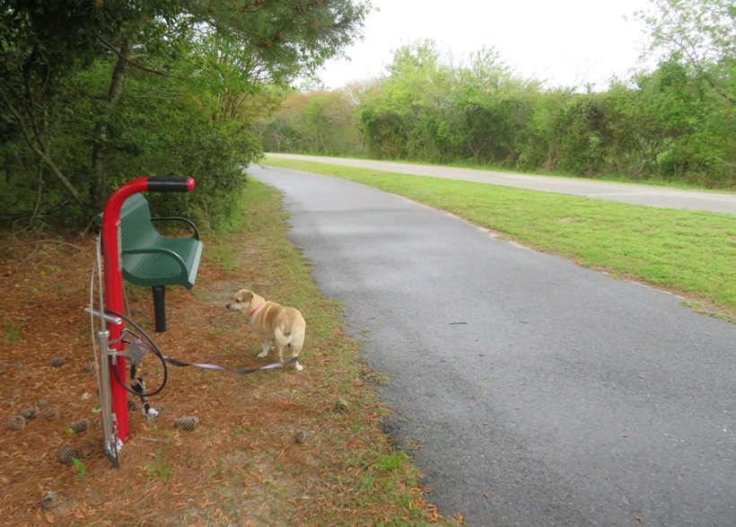 Daphne on the Eastern Shore of Virginia Rail Trail