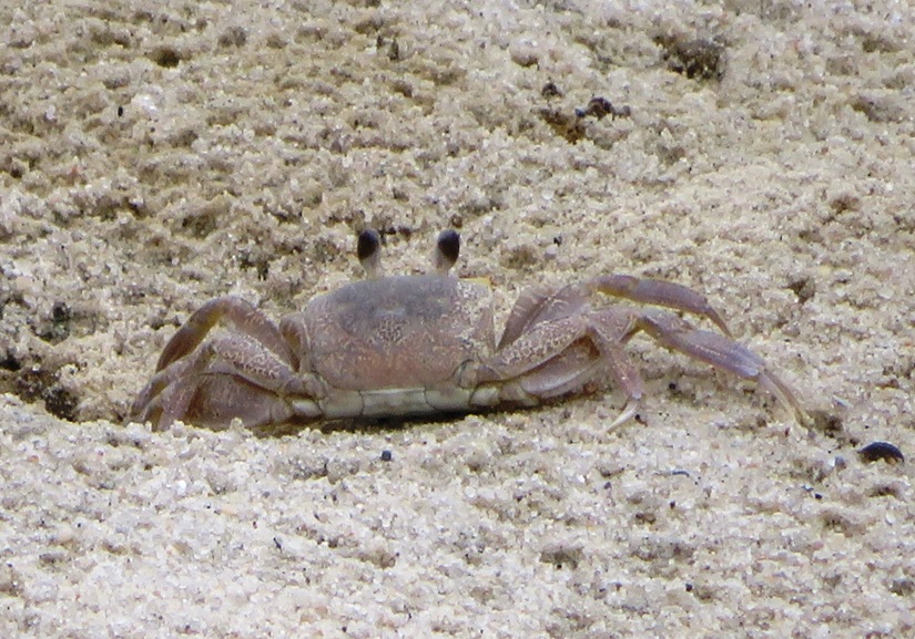 Atlantic ghost crab