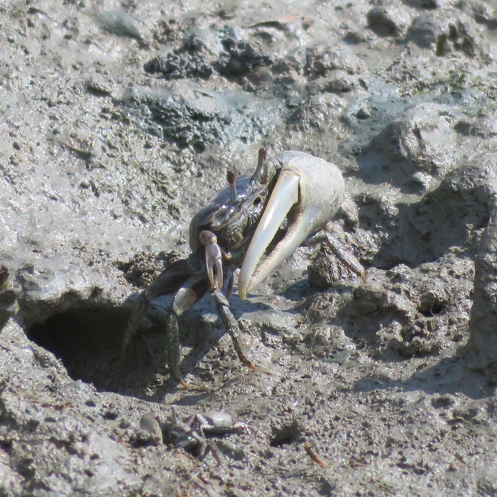 Fiddler crab