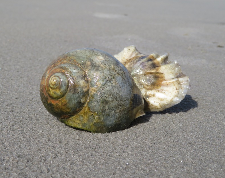 Moon snail shell attached to clam shell