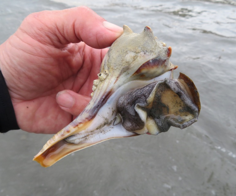 Knobbed whelk