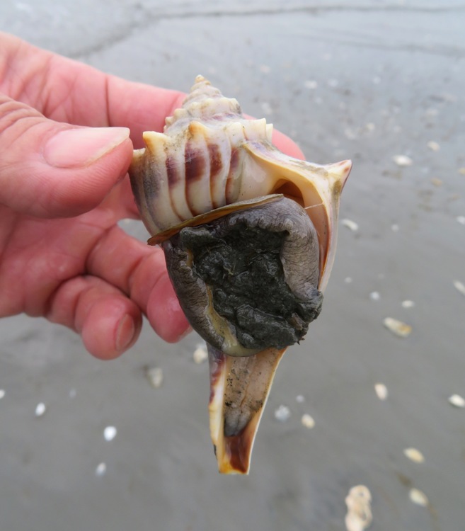 Knobbed whelk