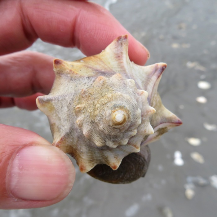 Knobbed whelk spire (top view)