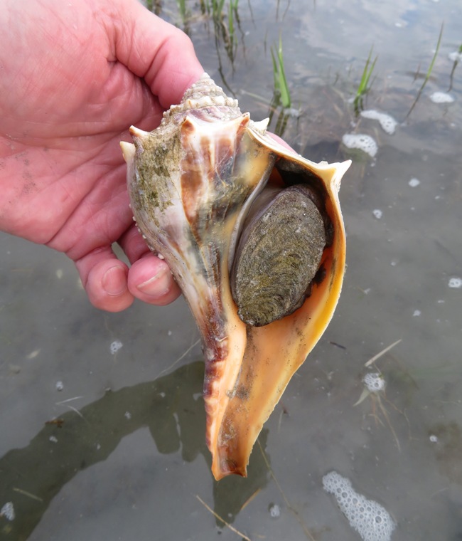 Knobbed whelk with its operculum showing