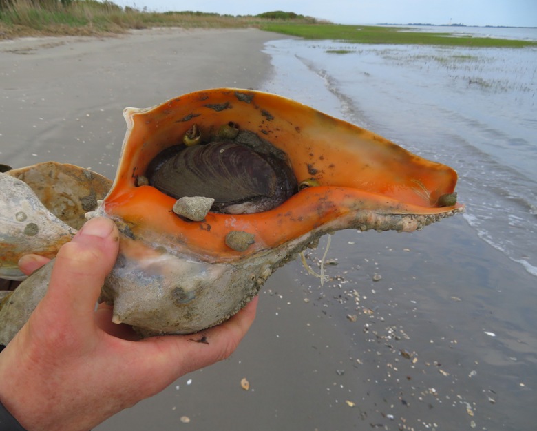 11-inch long knobbed whelk that Norma found