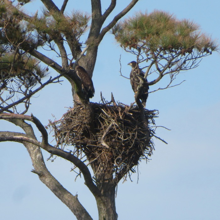 Nest with two raptors