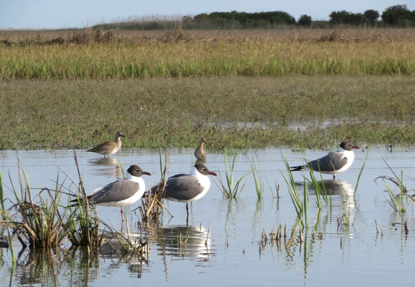 Five water birds in a marshy area