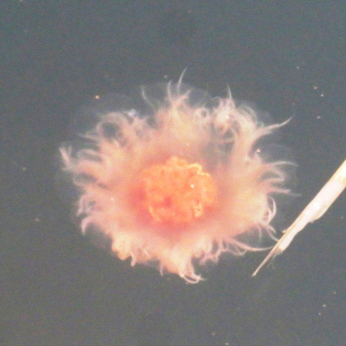 Jellyfish with orange center