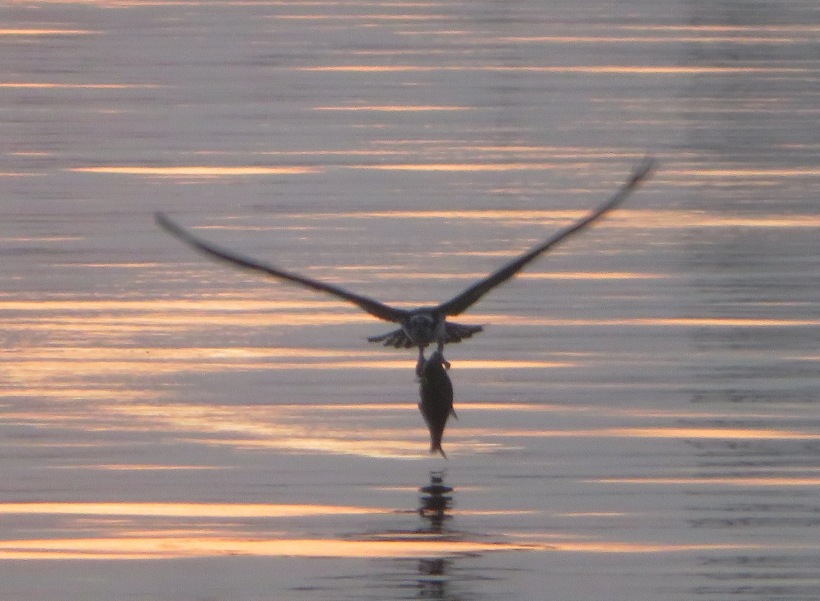 Flying osprey carrying a fish