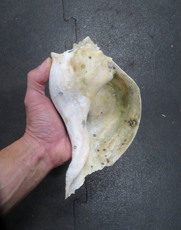 Knobbed whelk