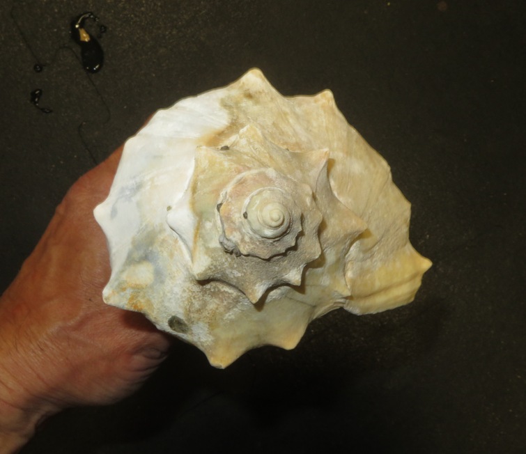 Spire (top side) of knobbed whelk