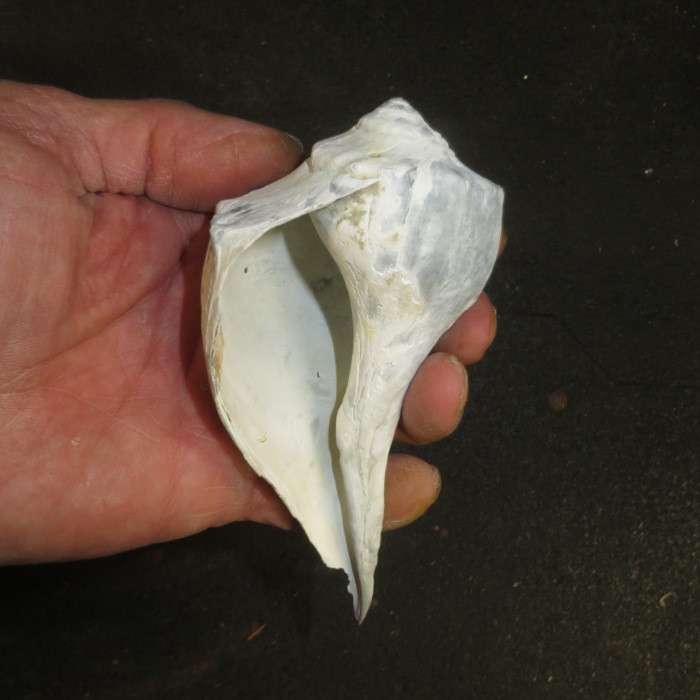 Lightning whelk; a left handed shell