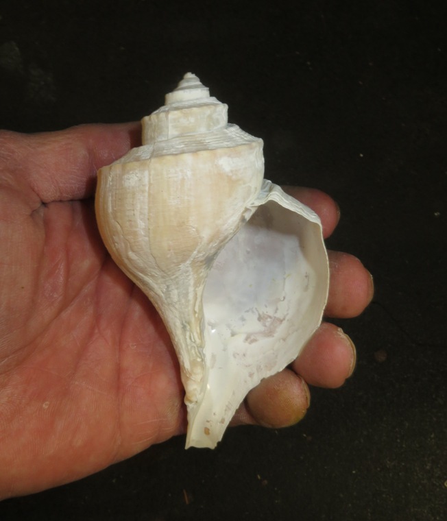 Channeled whelk