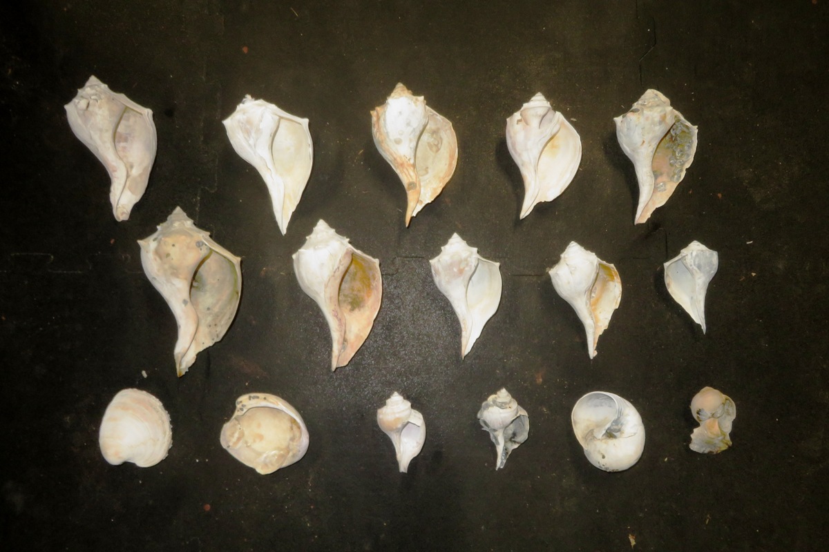 All the shells we brought back from our trip