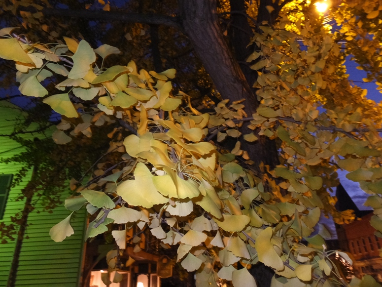 Yellow ginko leaves