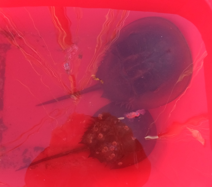 Two horseshoe crabs in large tub