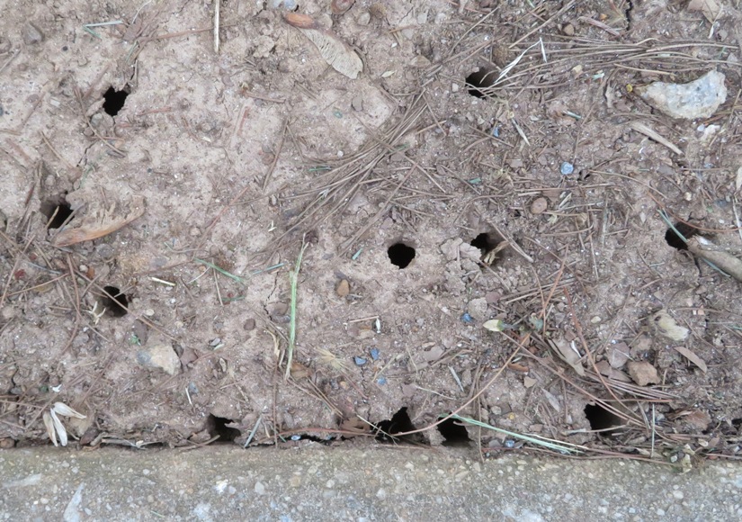 Holes dug by cicada so they can rise to the surface