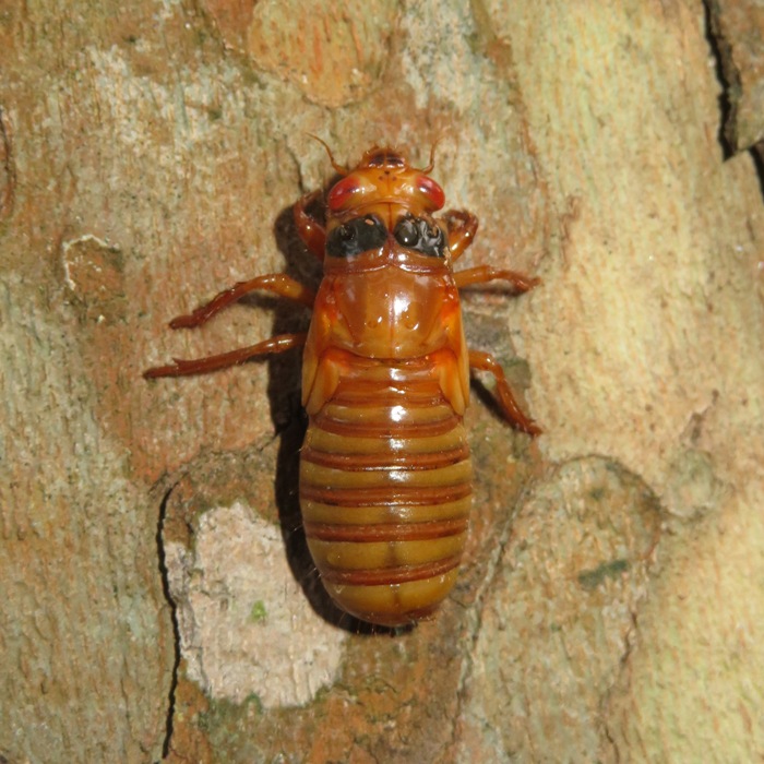 Cicada nymph vertical