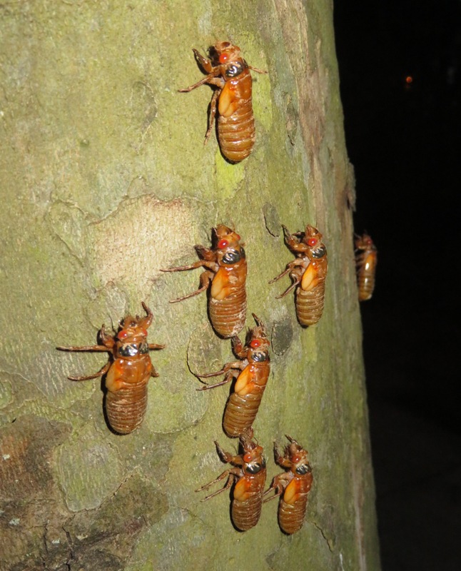 Cicada nymphs climbing tree