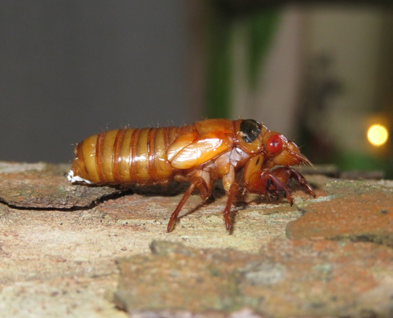 Cicada nymph horizontal