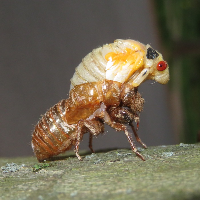 Cicada transforming from nymph to adult