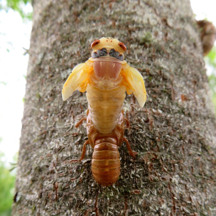 Cicada transforming from nymph to adult