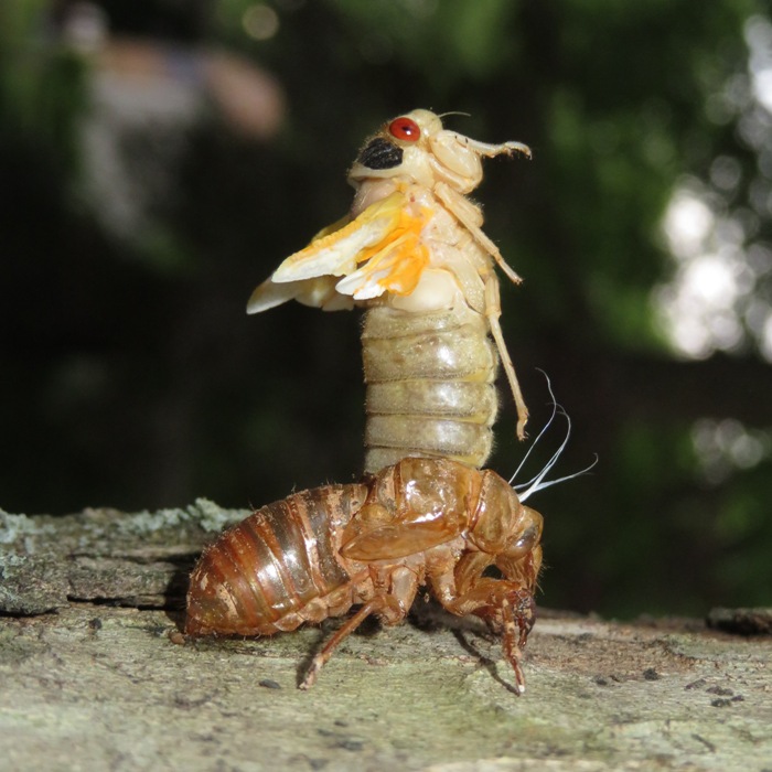 Cicada transforming from nymph to adult