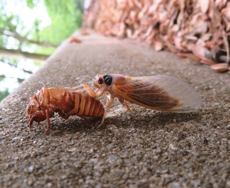 Young adult cicada with exuvia