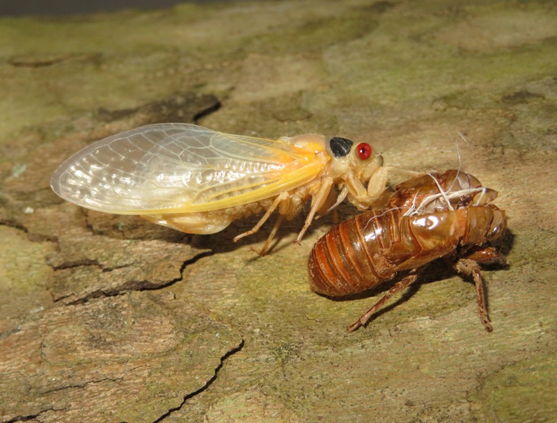 Young adult cicada with exuvia