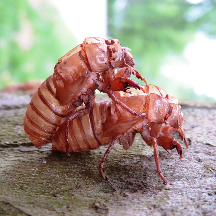 Two cicada exuviae, one on top of the other