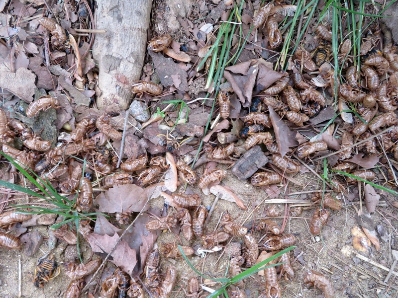 Numerous cicada exuviae at the base of a tree