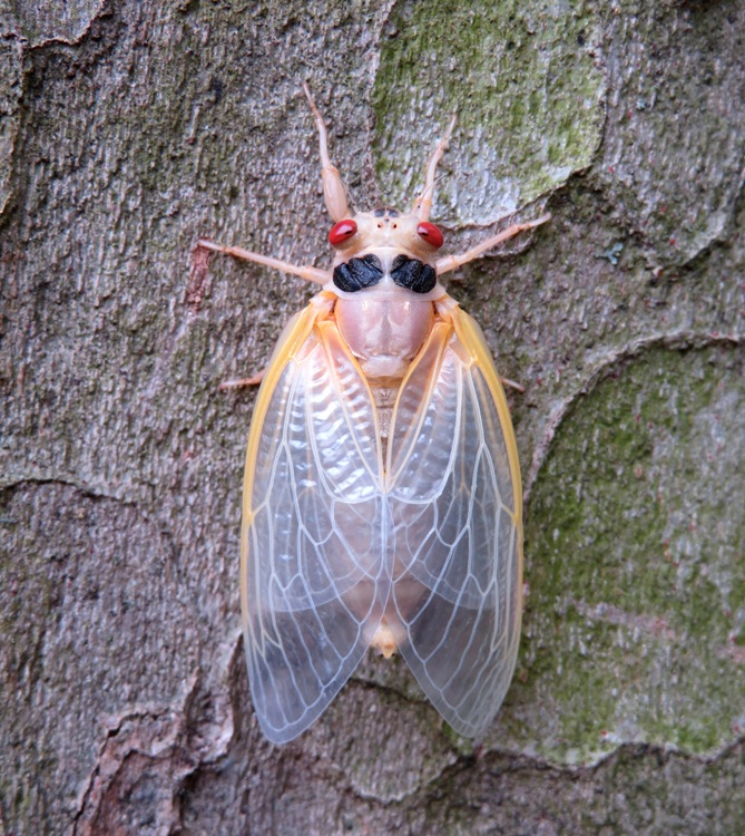 Young adult cicada on tree