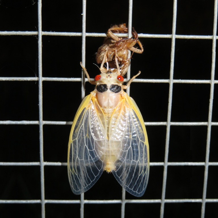 Young adult cicada on tree