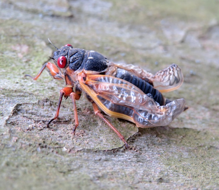 Adult cicada with damaged wings