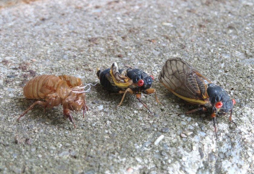 Exuvia, adult cicada with malformed wings, and normal adult cicada