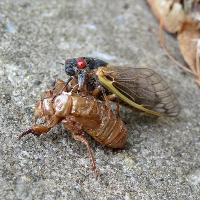 Adult cicada with exuvia