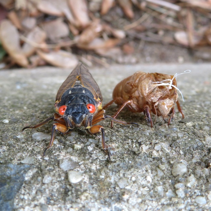 Adult cicada with exuvia