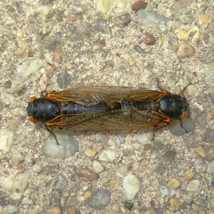 Cicadas mating