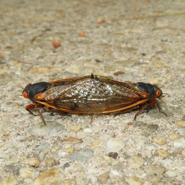 Cicadas mating