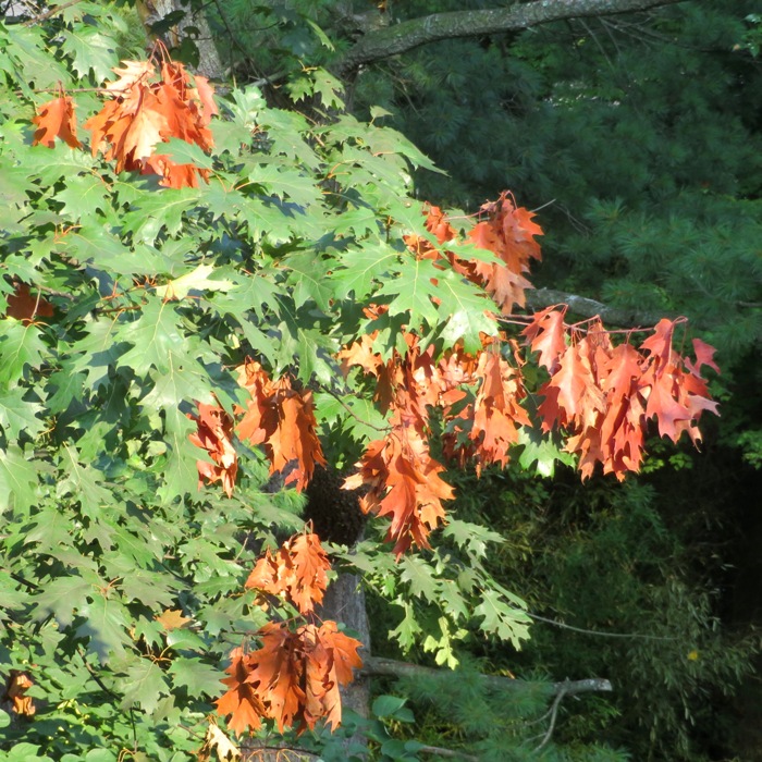 Tree with brown leaves where cicadas have laid eggs in branch ends